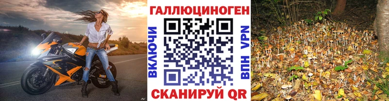 Псилоцибиновые грибы Cubensis  Сертолово 